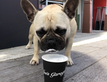 French bulldog - puppacino