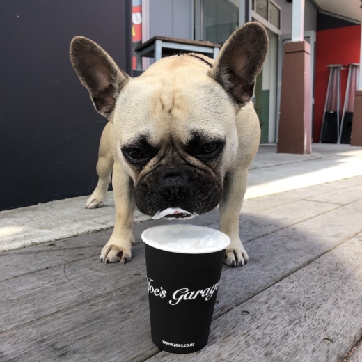 French bulldog - puppacino